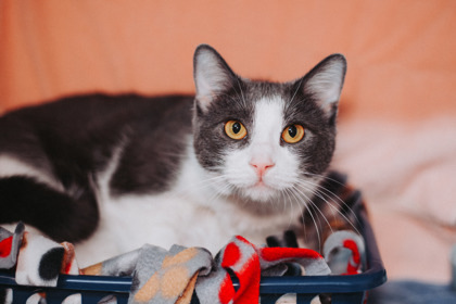 81617a Fay-Pounce Cat Cafe 2