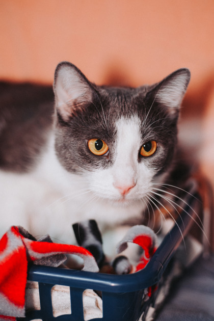 81617a Fay-Pounce Cat Cafe 3