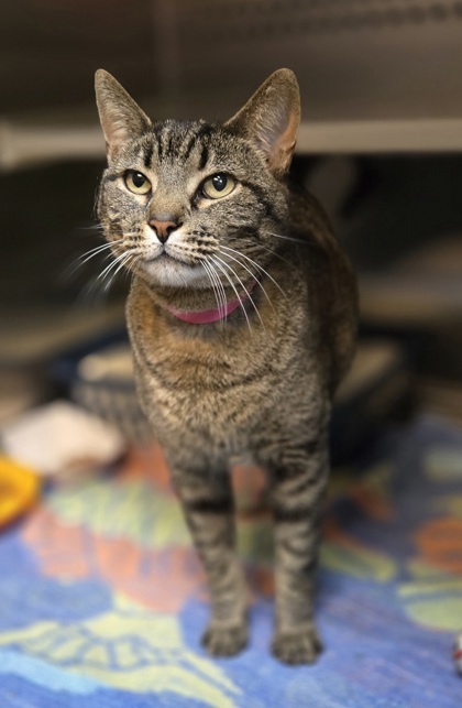 82832a Yoonhee-Pounce Cat Cafe 2