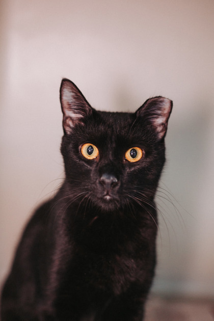 82243a Pinata- Pounce Cat Cafe 1