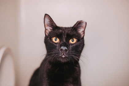 82243a Pinata- Pounce Cat Cafe 2