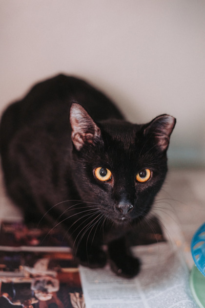 82243a Pinata- Pounce Cat Cafe 3
