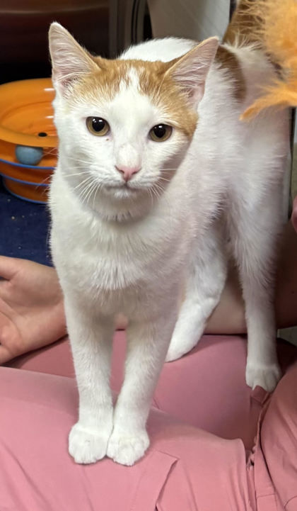 82867a Costco - Pounce Cat Cafe 1