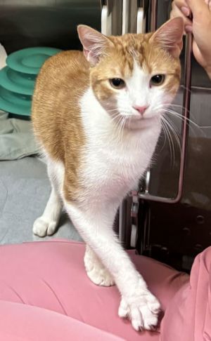 82868a Wosco - Pounce Cat Cafe