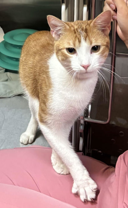 82868a Wosco - Pounce Cat Cafe 1