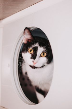 83405a Orange- Pounce Cat Cafe