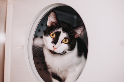 83405a Orange- Pounce Cat Cafe 2