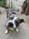 Brock photo 1