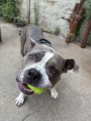 Brock, Senior Male unknown