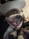 Brock photo 5