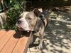 Brock photo 6