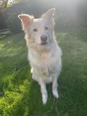 Animal Profile Louie is an estimated 6-year-old 65 lb neutered male Great Pyrenees Australian Cattl