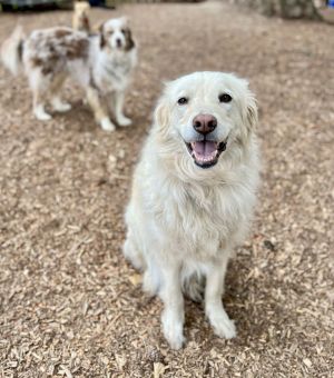 Animal Profile Louie is an estimated 6-year-old 65 lb neutered male Great Pyrenees Australian Catt