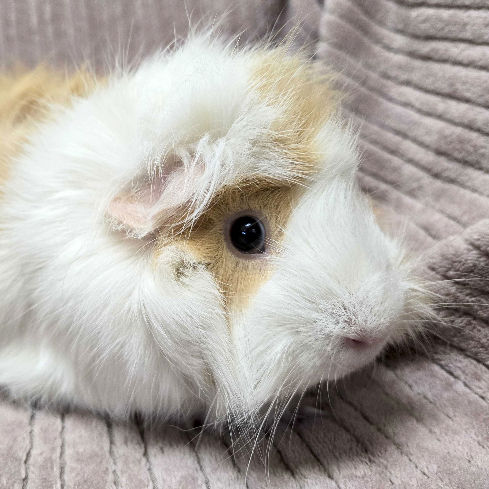 Winnie - Reduced Fee!
