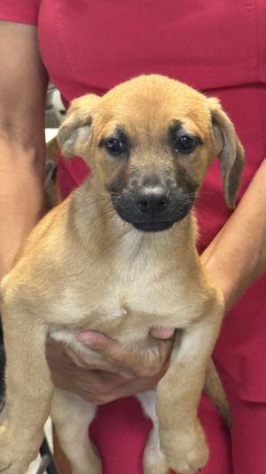 Qualy, Young Female Terrier
