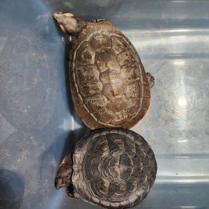 Pink Bellied Sideneck Assorted, Young Male unknown