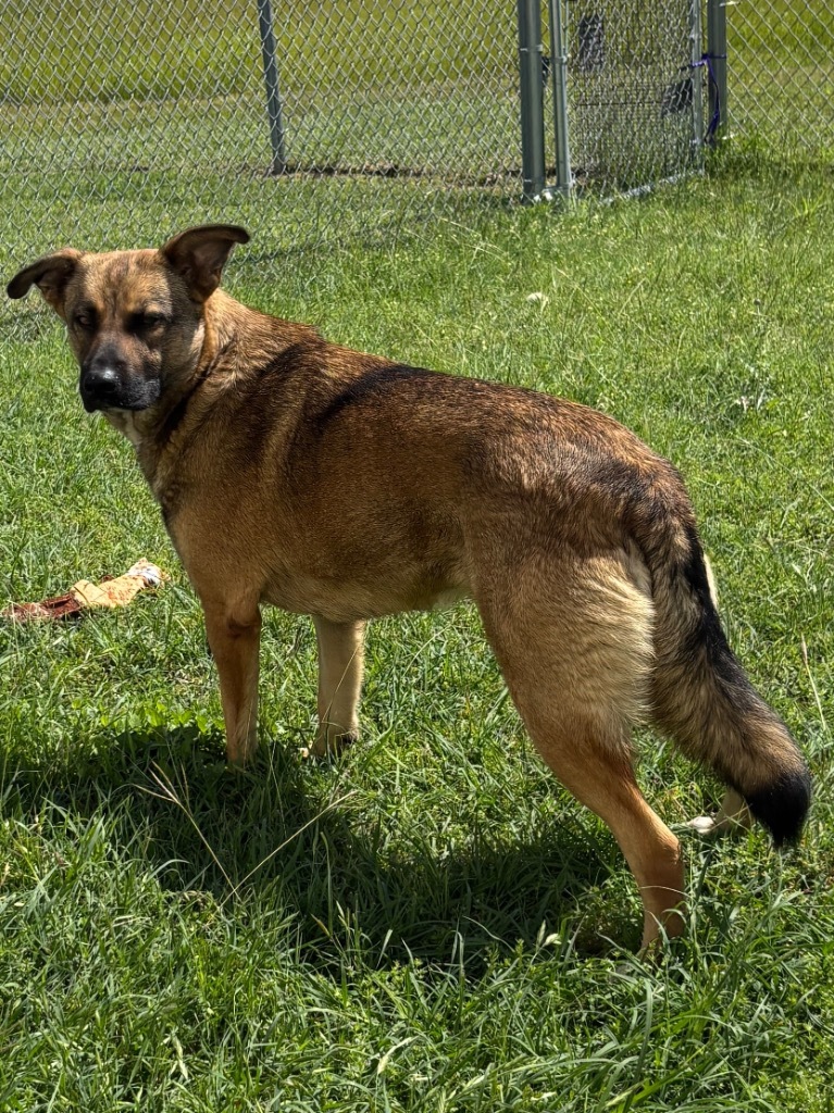 Nala