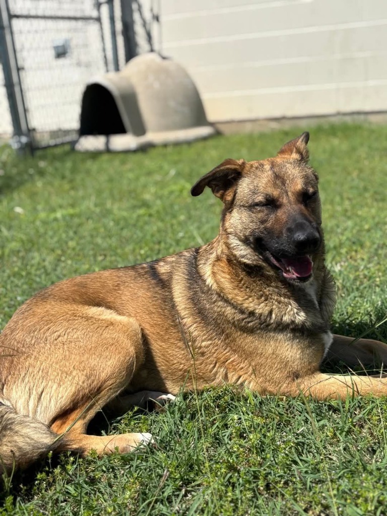 Nala