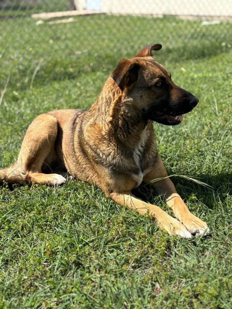 Nala