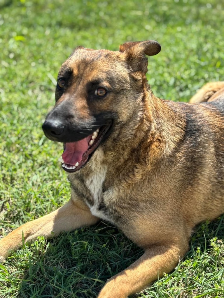 Nala