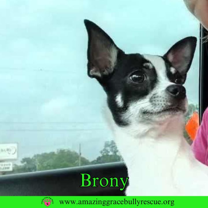 Brony 2