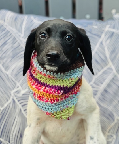 Panini $125 Fostered 1