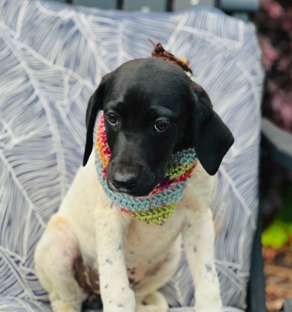 Panini $125 Fostered 3