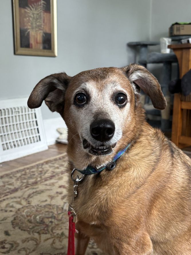 Beau