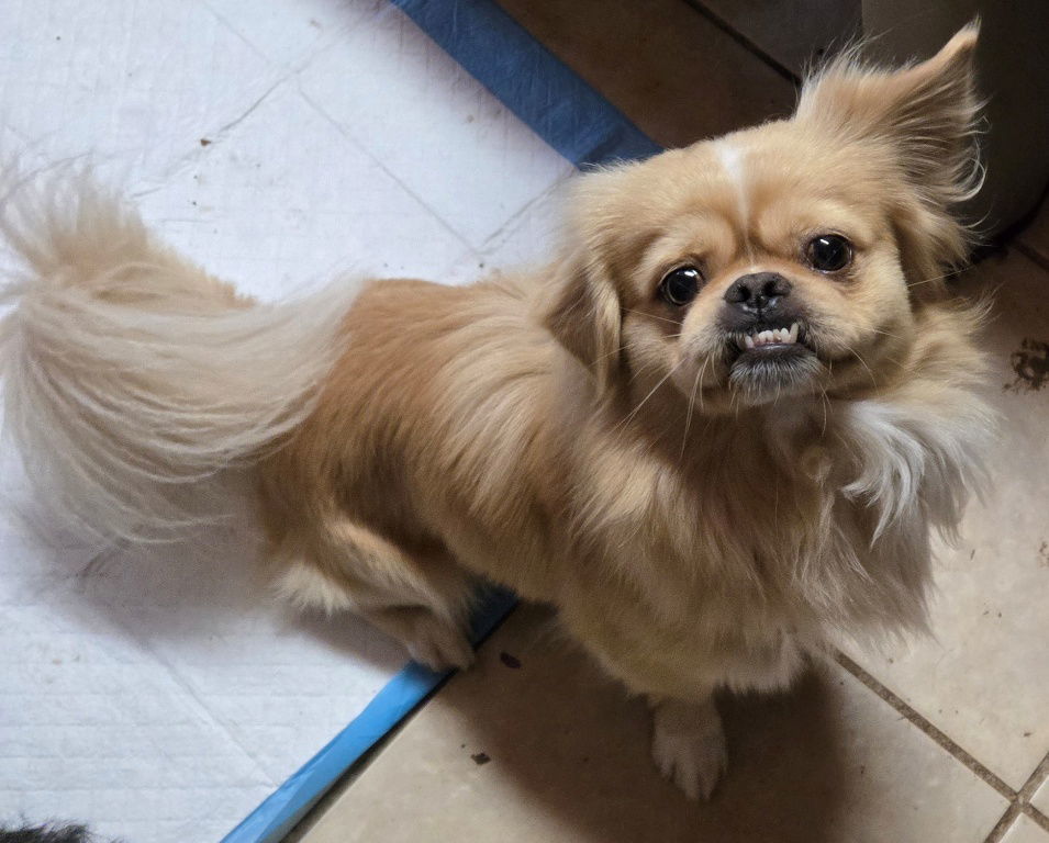 Sonic, an adoptable Pekingese in San Antonio, TX, 78251 | Photo Image 2