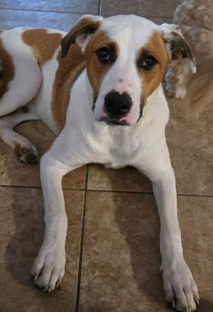 Milo, Young Male Labrador Retriever