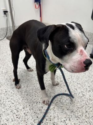 Rocket Man, Adult Male Mixed Breed