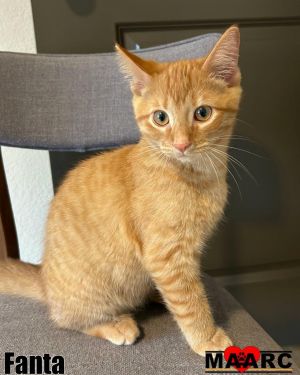Fanta Domestic Short Hair Cat