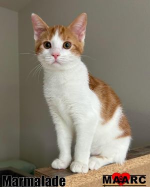 Marmalade Domestic Short Hair Cat