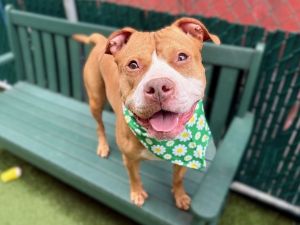 My foster writes A Dozen Roses is the sweetest bouquet youll ever cuddle This lovely lady is play