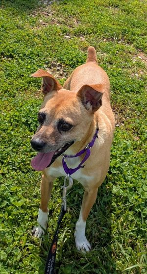 Tippy, Young Female Chihuahua