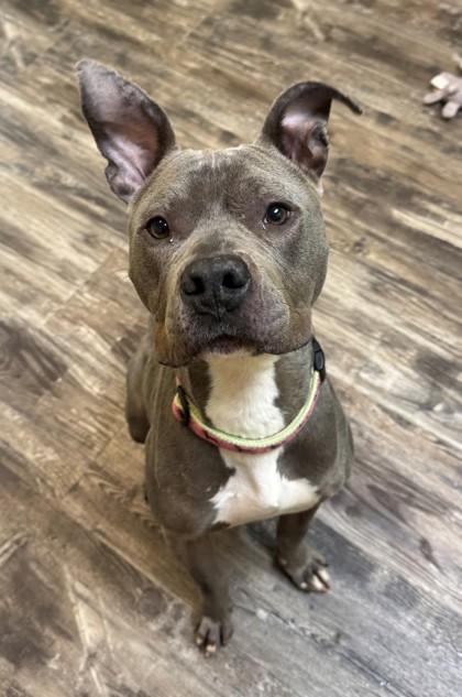 Darling, an adoptable Pit Bull Terrier, Mixed Breed in Willmar, MN, 56201 | Photo Image 1