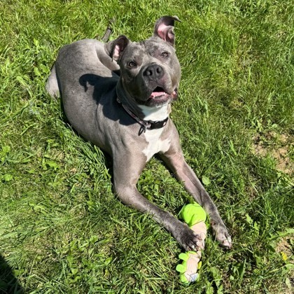 Darling, an adoptable Pit Bull Terrier, Mixed Breed in Willmar, MN, 56201 | Photo Image 1