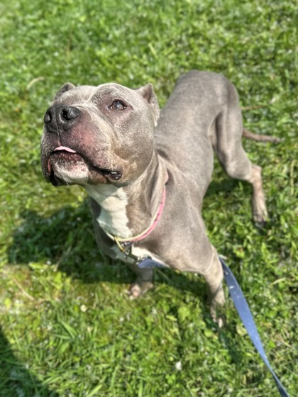 Darling, an adoptable Pit Bull Terrier, Mixed Breed in Willmar, MN, 56201 | Photo Image 2