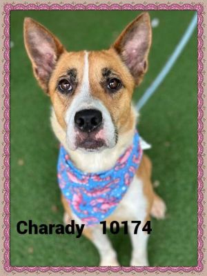 ANIMAL ID 10174 Introducing Charady She was brought to the shelter on 521 because she was on a jo