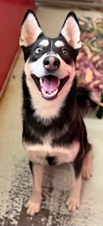 Stevie, Adult Male Husky