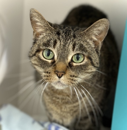Missy, an adoptable Domestic Short Hair in Gwinn, MI, 49841 | Photo Image 1