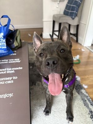 Micah, Adult Male Mixed Breed