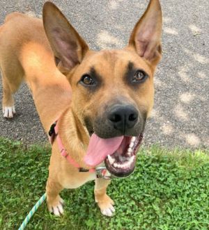 Dawson, Young Male Mixed Breed
