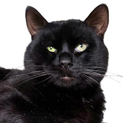 Sam, an adoptable Domestic Short Hair in Reno, NV, 89512 | Photo Image 1