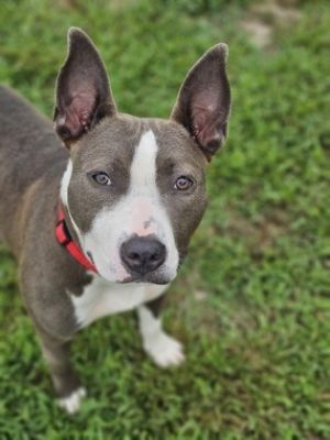 Baby, Adult Female Mixed Breed