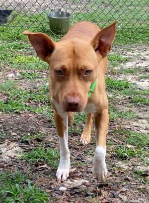 Honey, Adult Female Terrier