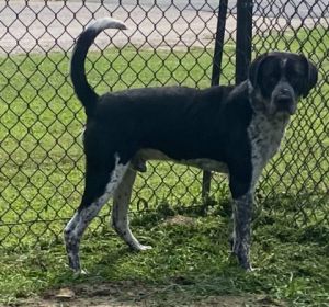 Cleetus, Adult Male Bluetick Coonhound