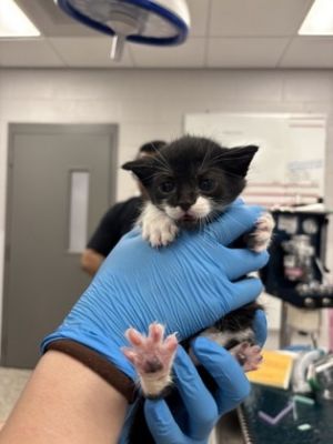 Zinger, Baby Male Domestic Short Hair