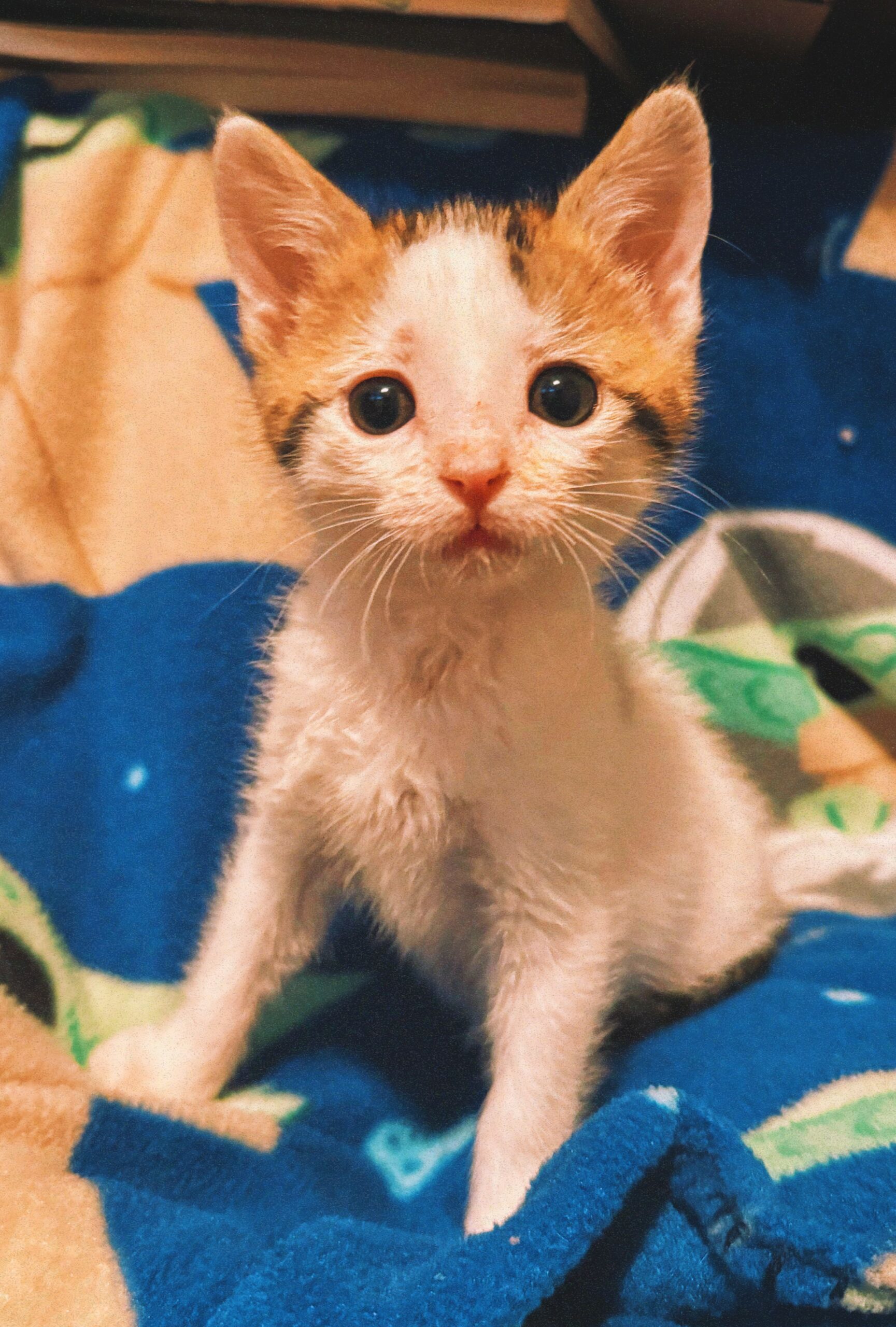 Gregory, an adoptable Domestic Short Hair in Hays, KS, 67601 | Photo Image 1