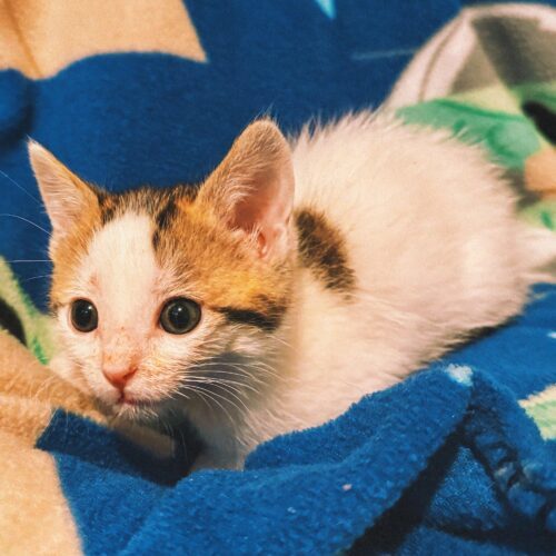 Gregory, an adoptable Domestic Short Hair in Hays, KS, 67601 | Photo Image 2